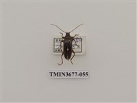 藏品(偽步行蟲)的圖片